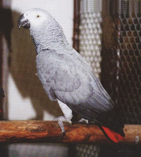 Psittacus erithacus, Graupapagei, Grey Parrot, ako